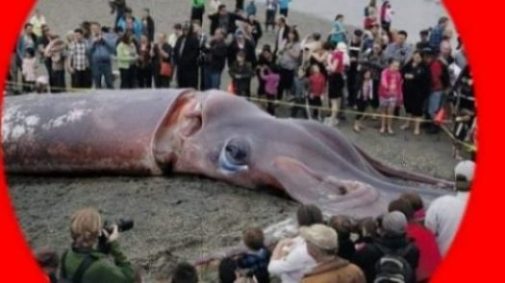 Featured Topic Image A Crowd Of People Surround A Giant Squid Kraken.