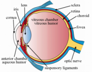 Image Detailing Parts Of The Eye.